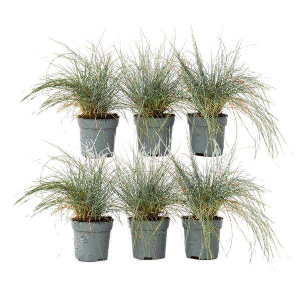 Blauw schapegras - Set van 6 - Festuca'Elijah Blue'- Hoogte 10-15cm -⌀9cm