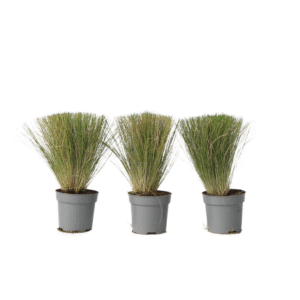 Vedergras - Set van 3 - Stipa tenuifolia'Pony Tails'- Hoogte 20-30cm -⌀9cm