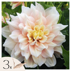 Dahliaknollen - Set van 3 - Dahlia'Break Out'- Roze