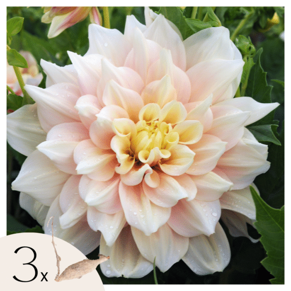 Dahliaknollen - Set van 3 - Dahlia'Break Out'- Roze