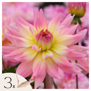 Dahliaknollen - Set van 3 - Dahlia'Melody Gipsy'