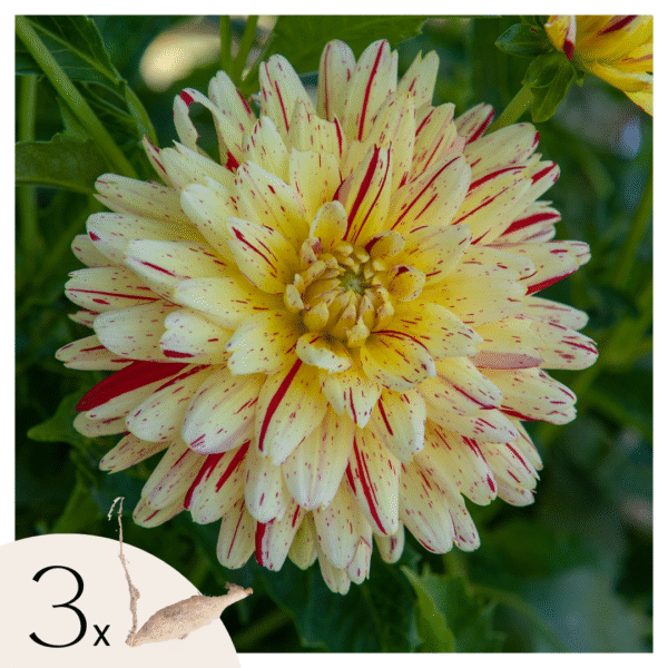 Dahliaknollen - Set van 3 - Dahlia'Cambridge'