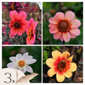 Dahliaknollen - Set van 3 - Dahlia'Happy Single Mix'