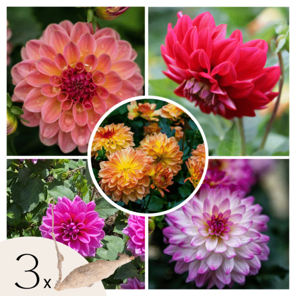 Dahliaknollen - Set van 3 - Dahlia'Pacific Mix'