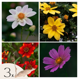 Dahliaknollen - Set van 3 - Dahlia'Topmix'