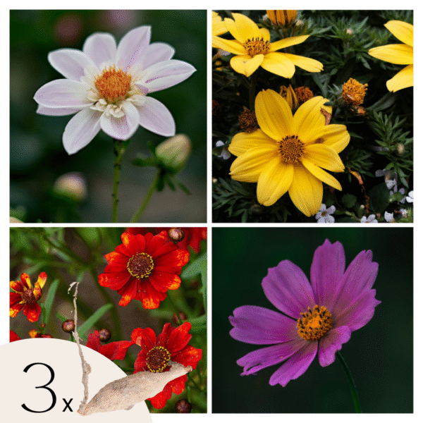 Dahliaknollen - Set van 3 - Dahlia'Topmix'