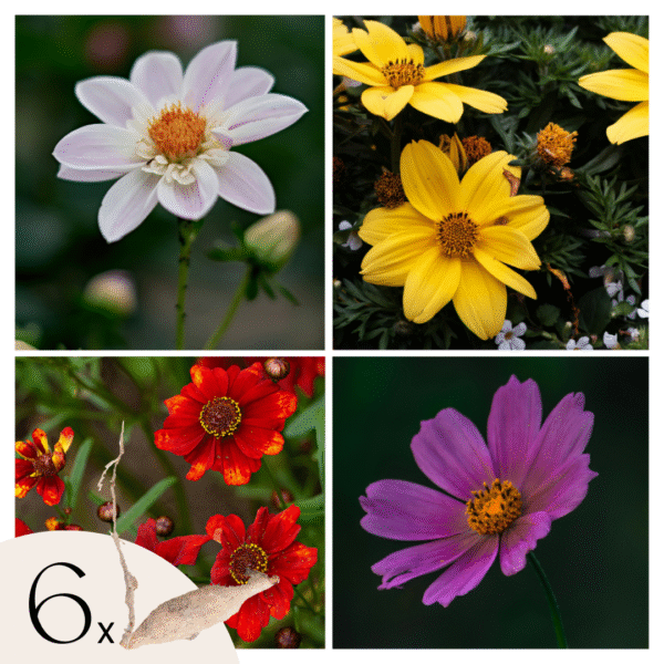 Dahliaknollen - Set van 6 - Dahlia'Topmix'