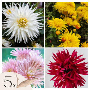 Dahliaknollen - Set van 5 - Dahlia'Cactus Mix'