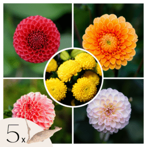 Dahliaknollen - Set van 5 - Dahlia'Pompon Mix'