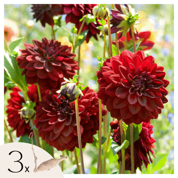 Dahliaknollen - Set van 3 - Dahlia'Arabian Night'- Rood