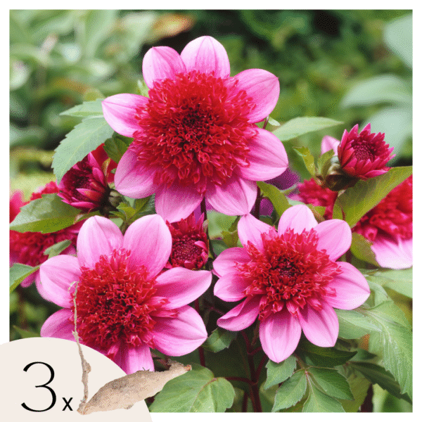 Dahliaknollen - Set van 3 - Dahlia'Blue Bayou'- Rood