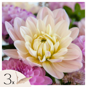 Dahliaknollen - Set van 3 - Dahlia'Diana's Memory'