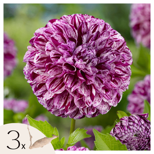 Dahliaknollen - Set van 3 - Dahlia'Marble Ball'- Paars