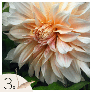 Dahliaknollen - Set van 3 - Dahlia'Café au Lait'