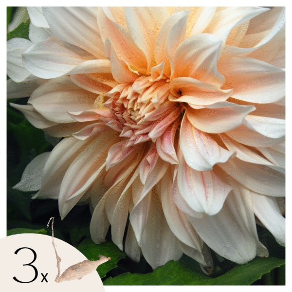 Dahliaknollen - Set van 3 - Dahlia'Café au Lait'