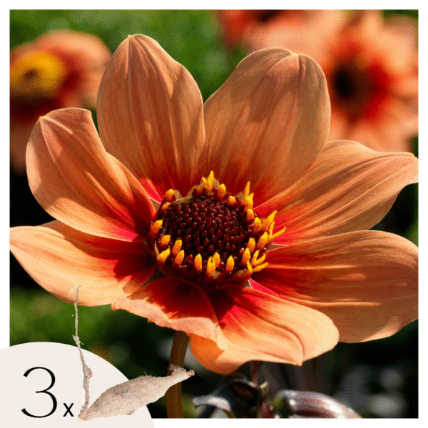 Dahliaknollen - Set van 3 - Dahlia'Happy Single'- Oranje