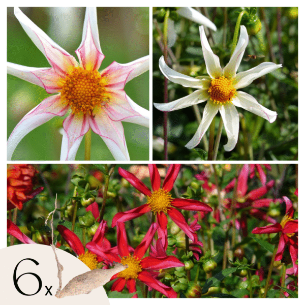 Dahliaknollen - Set van 6 - Dahlia'Honka Dark','Honka Fragile'