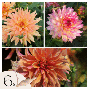 Dahliaknollen - Set van 6 - Dahlia'Labyrinth'- Paars