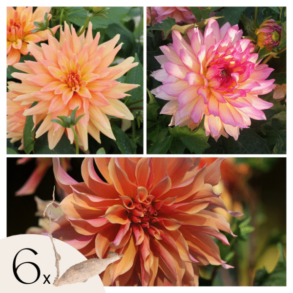 Dahliaknollen - Set van 6 - Dahlia'Labyrinth'- Paars