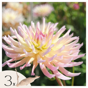 Dahliaknollen - Set van 3 - Dahlia'Cabanna Banana'- Geel