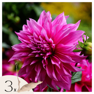 Dahliaknollen - Set van 3 - Dahlia'Café au lait Rosé'- Roze