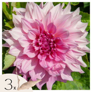 Dahliaknollen - Set van 3 - Dahlia'Café au lait Royal'- Roze