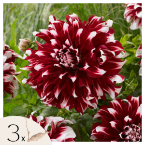 Dahliaknollen - Set van 3 - Dahlia'X-Factor'