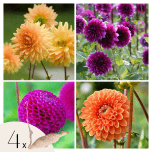 Dahliaknollen - Set van 4 - Dahlia'Bouqet Sunshine'
