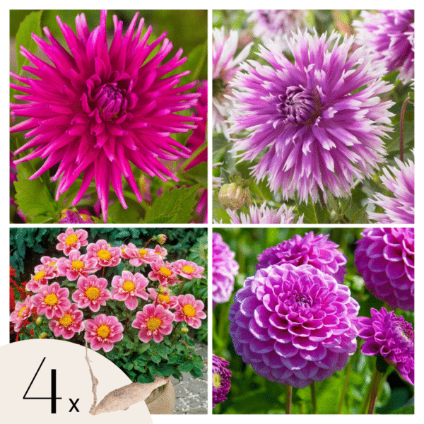 Dahliaknollen - Set van 4 - Dahlia'Purple Love'- Paars