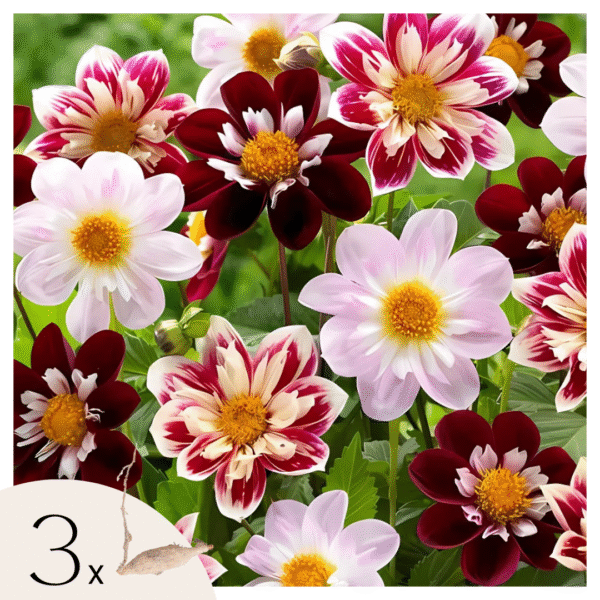 Dahliaknollen - Set van 3 - Dahlia'Favorite ballet'