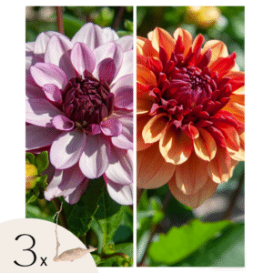 Dahliaknollen - Set van 3 - Dahlia'Sweet&Honey'