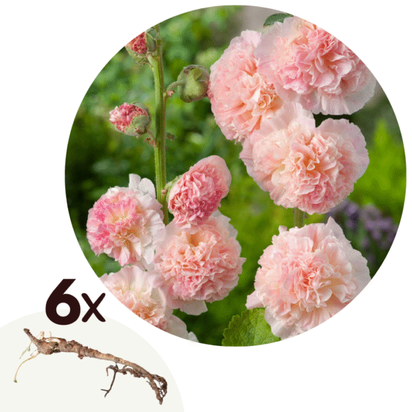 Stookroos - Set van 6 - Alcea Rosea'Peaches'N Dreams'- Wortelstokken - Roze