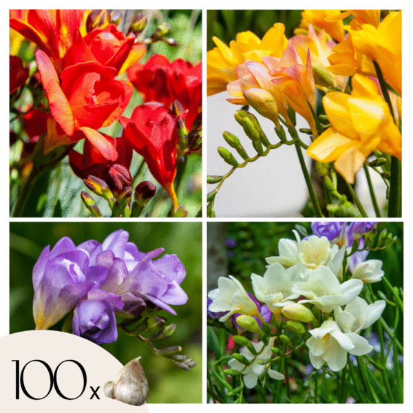 Freesia - Set van 100 - Freesia Mix - Bloembollen