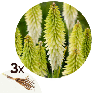 Vuurpijl - Fakkellelie - Set van 3 - Tritoma'Ice Queen'- Wortelstokken - Wit