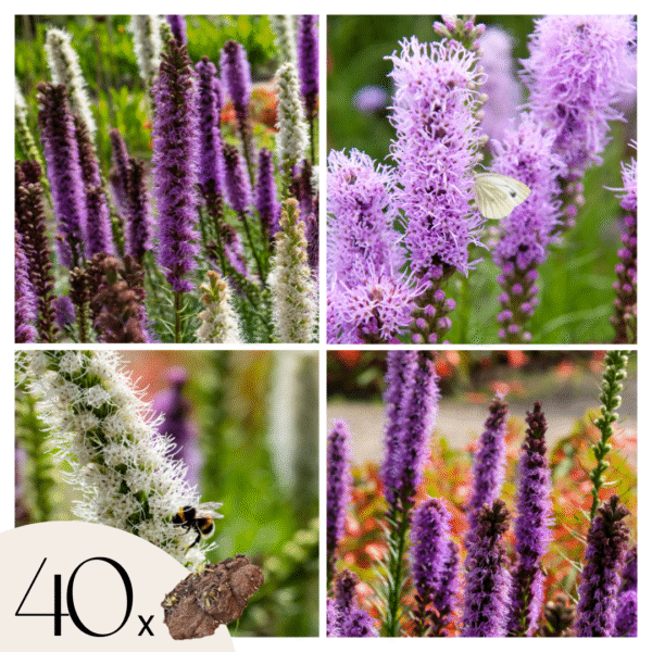 Bitterkruid - Set van 40 - Liatris - Wortelstokken - Paars