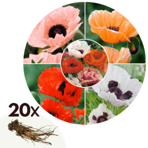 Oosterse klaproos - Set van 20 - Papaver orientale - Wortelstokken