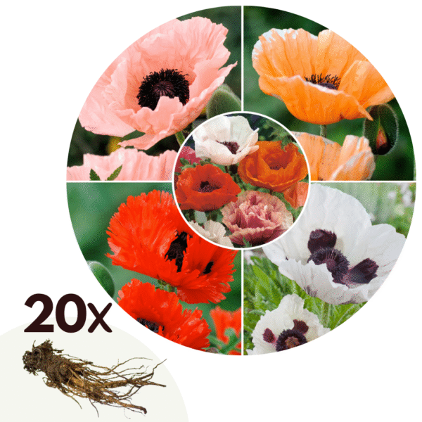Oosterse klaproos - Set van 20 - Papaver orientale - Wortelstokken