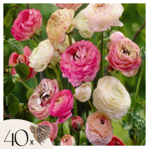 Boterbloem - Set van 40 - Ranunculus - Bloembollen