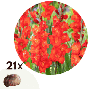 Zwaardlelie - Set van 21 - Gladiolus'Glamini Patty'- Bloembollen - Rood