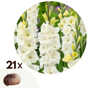 Zwaardlelie - Set van 21 - Gladiolus'Glamini Amber'- Bloembollen - Wit