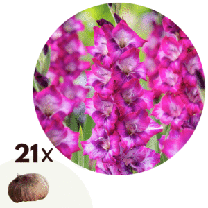 Zwaardlelie - Set van 21 - Gladiolus'Glamini Kim'- Bloembollen - Roze