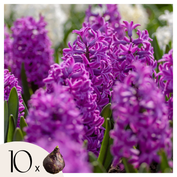Hyacintenbollen - Set van 10 - Hyacinthus'Purple Voice'- Bloembollen