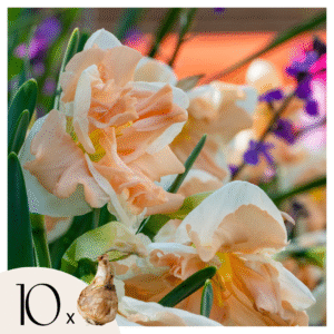 Narcissen - Set van 10 - Narcissus'Apricot Whirl'- Bloembollen - Oranje