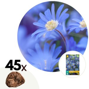 Anemoon - Set van 45 - Anemone coronaria'Blue Shades'- Bloembollen - Blauw