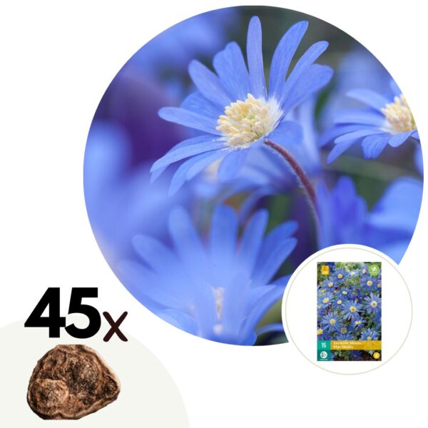 Anemoon - Set van 45 - Anemone coronaria'Blue Shades'- Bloembollen - Blauw