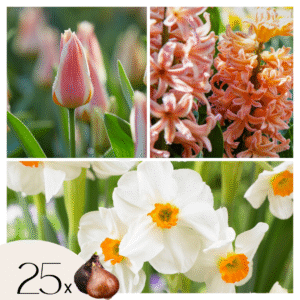 Bloembollenset - Set van 25 - Narcissus, Tulipa, Hyacinthus - Bloembollen