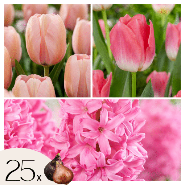 Bloembollenset - Set van 25 - Tulipa, Hyacinthus - Bloembollen - Roze
