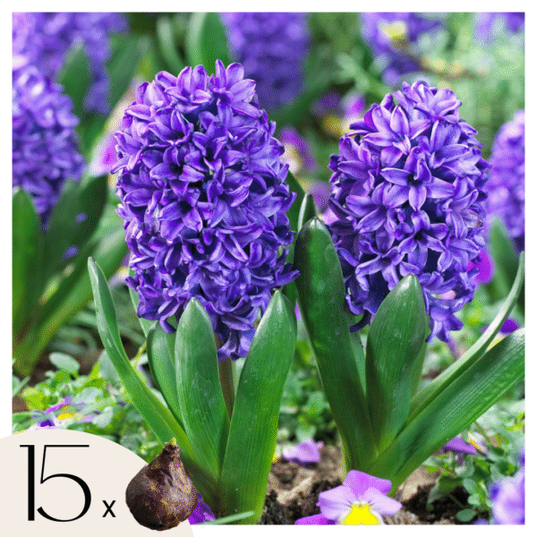 Hyacintenbollen - Set van 15 - Hyacinthus'Blue Trophy'- Bloembollen - Blauw