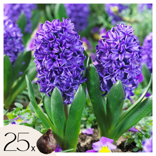 Hyacintenbollen - Set van 25 - Hyacinthus'Blue Trophy'- Bloembollen - Blauw