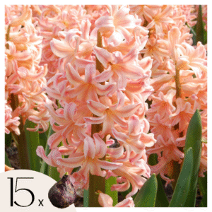 Hyacintenbollen - Set van 15 - Hyacinthus'Gipsy Queen'- Bloembollen - Oranje